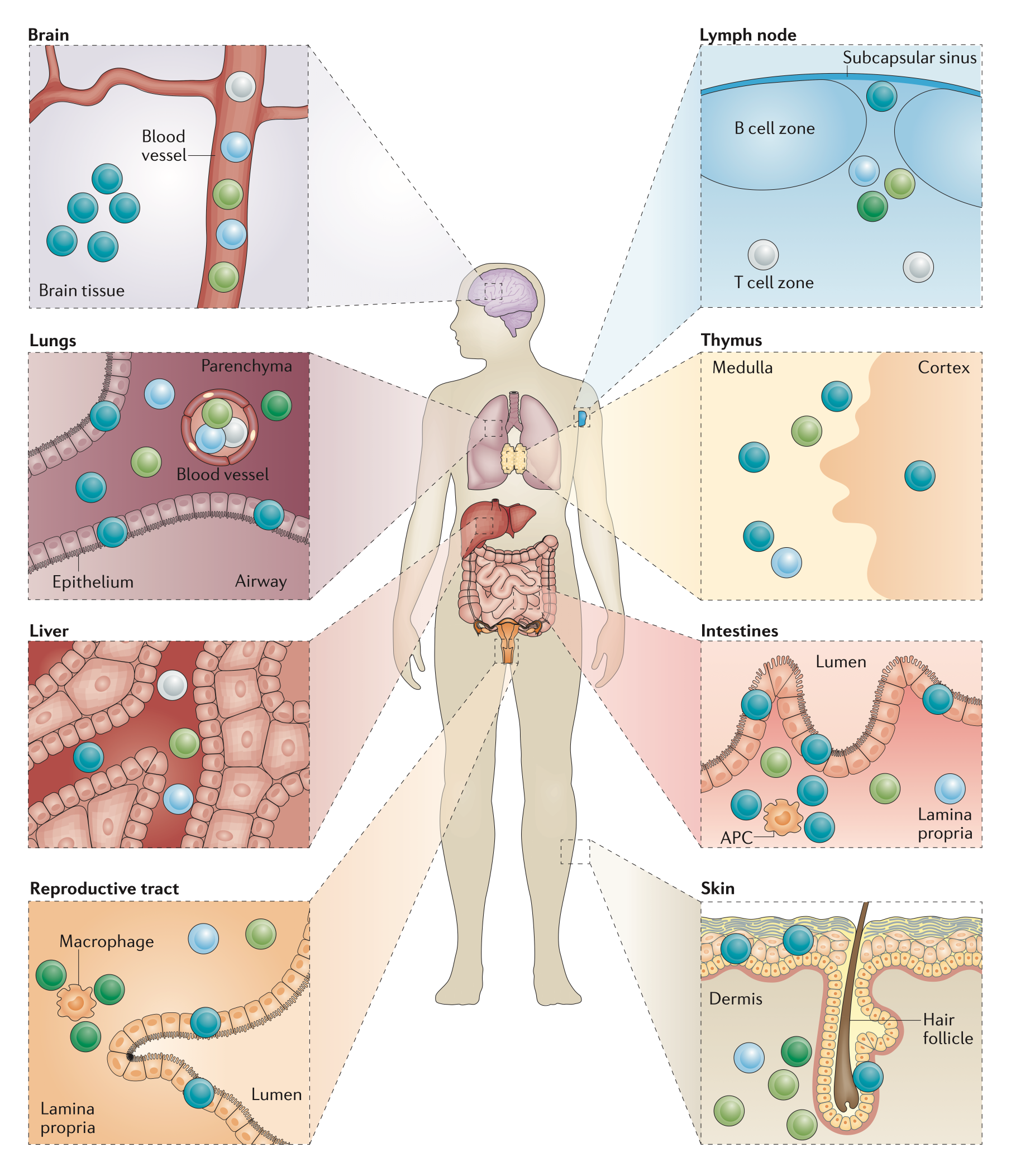 Tissue-resident T cells (NRI)